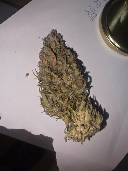 Fastbuds neue Sorten testen. Week 11