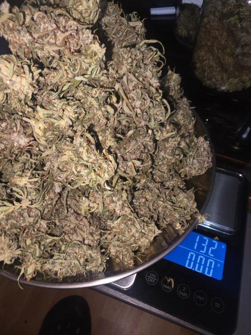 Fastbuds neue Sorten testen. Week 11