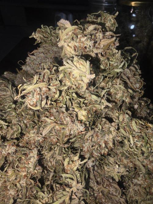 Fastbuds neue Sorten testen. Week 11