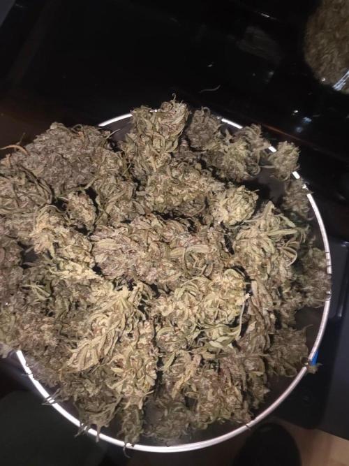 Fastbuds neue Sorten testen. Week 11