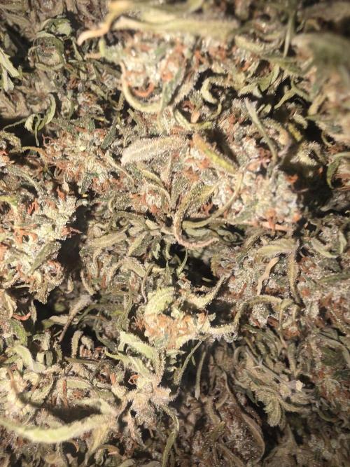 Fastbuds neue Sorten testen. Week 11