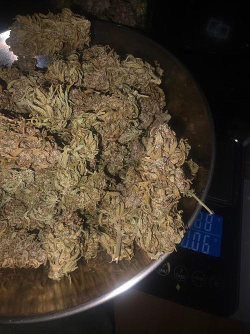 Fastbuds neue Sorten testen. Week 11