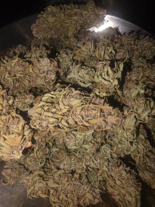 Fastbuds neue Sorten testen. Week 11