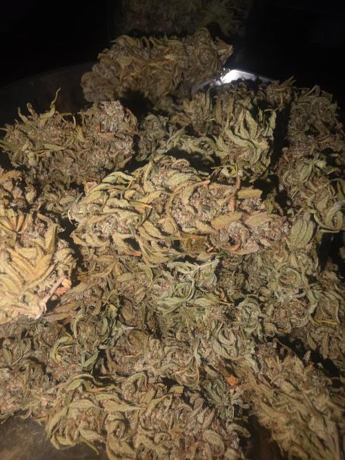 Fastbuds neue Sorten testen. Week 11