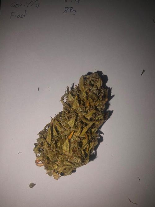 Fastbuds neue Sorten testen. Week 11
