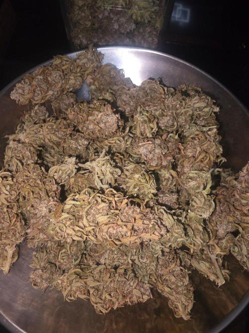 Fastbuds neue Sorten testen. Week 11