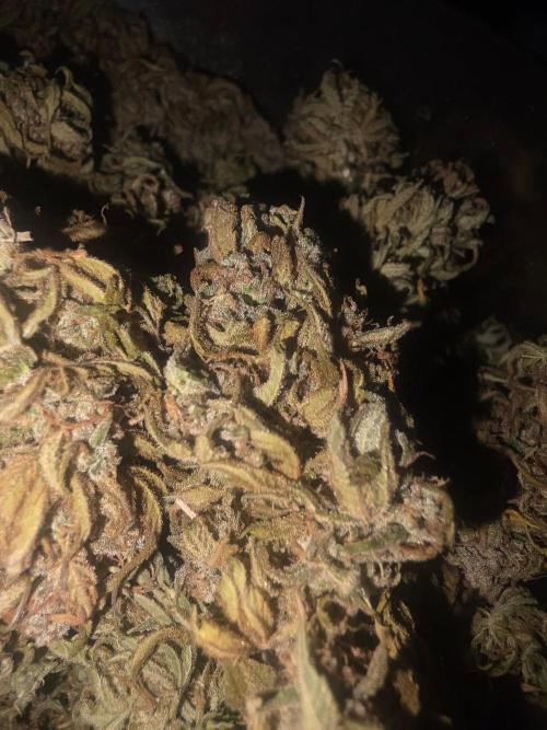 Fastbuds neue Sorten testen. Week 11