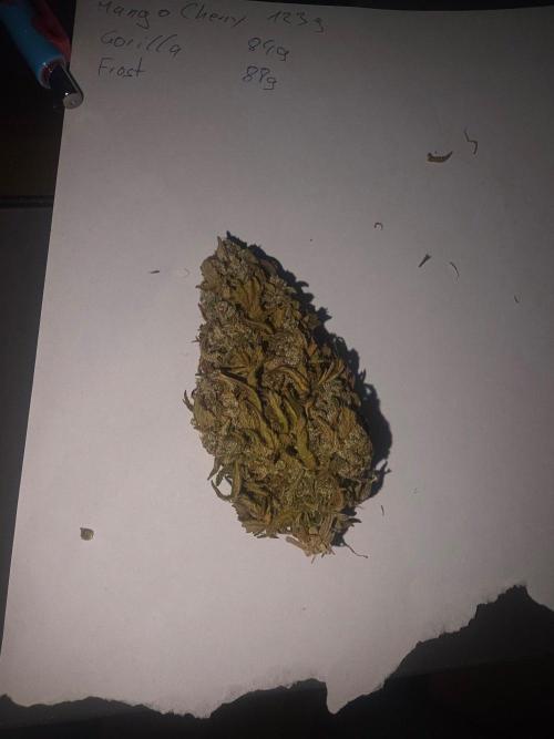 Fastbuds neue Sorten testen. Week 11