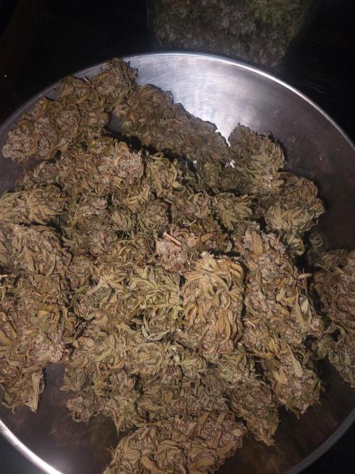 Fastbuds neue Sorten testen. Week 11
