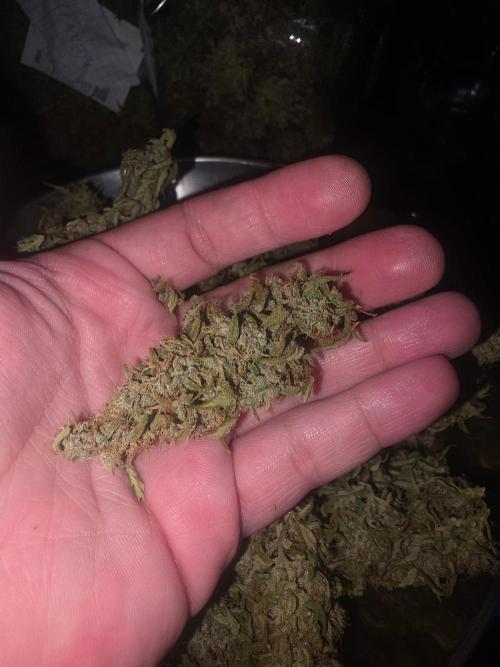Fastbuds neue Sorten testen. Week 11