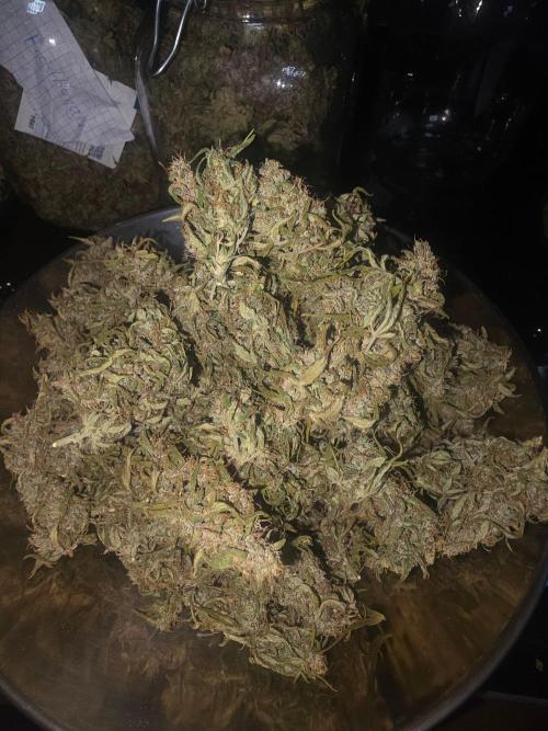Fastbuds neue Sorten testen. Week 11