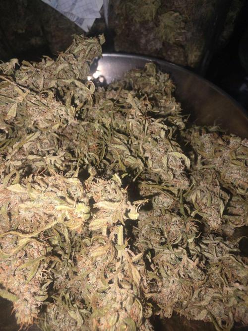 Fastbuds neue Sorten testen. Week 11