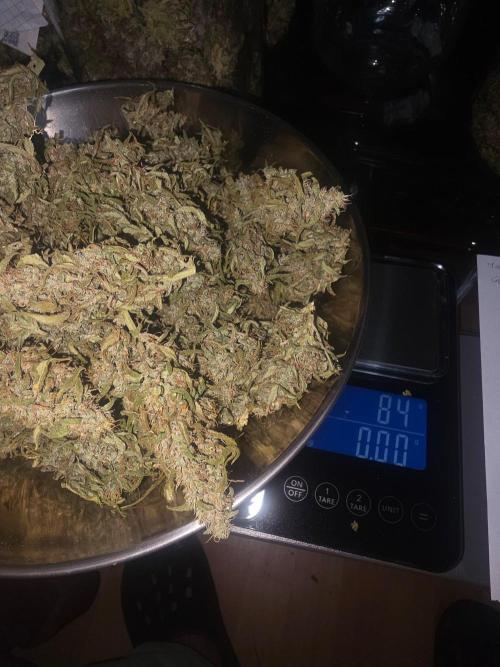 Fastbuds neue Sorten testen. Week 11