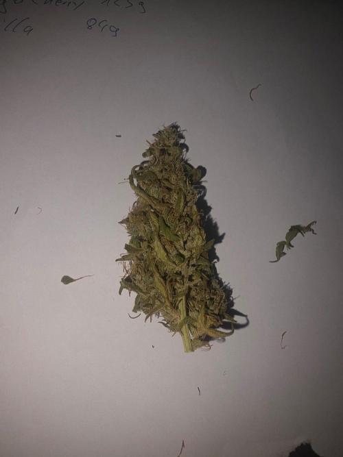 Fastbuds neue Sorten testen. Week 11