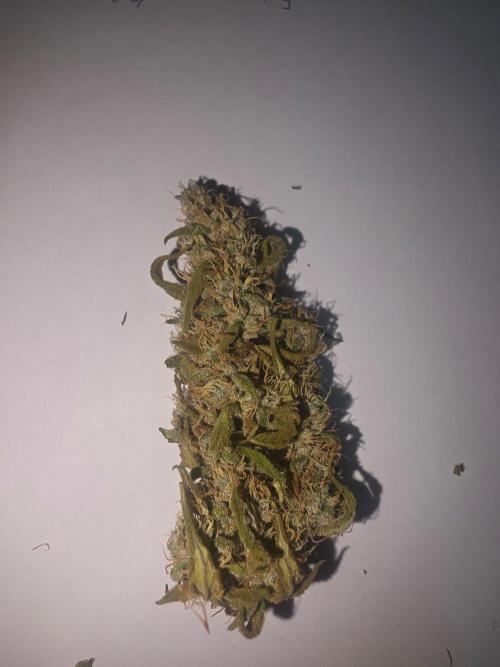 Fastbuds neue Sorten testen. Week 11