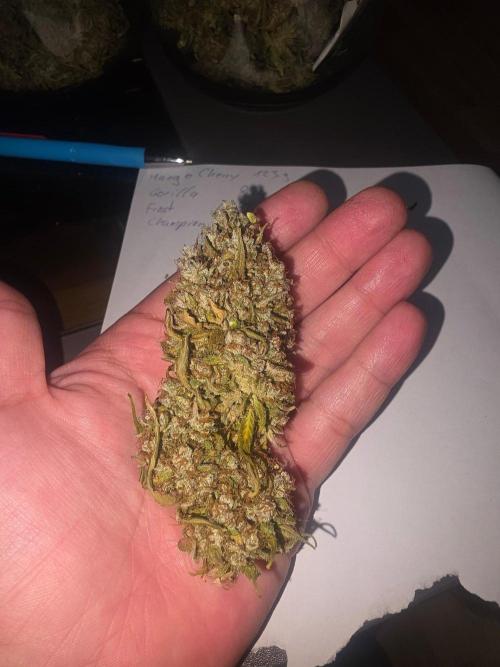 Fastbuds neue Sorten testen. Week 11