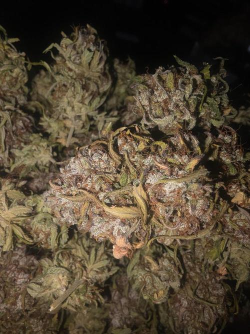 Fastbuds neue Sorten testen. Week 11