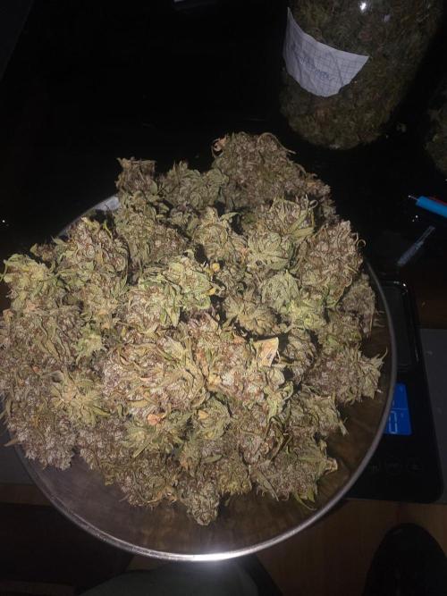 Fastbuds neue Sorten testen. Week 11