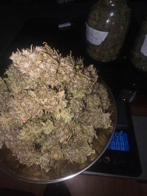 Fastbuds neue Sorten testen. Week 11