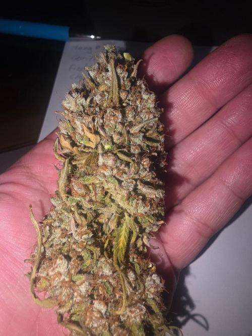 Fastbuds neue Sorten testen. Week 11