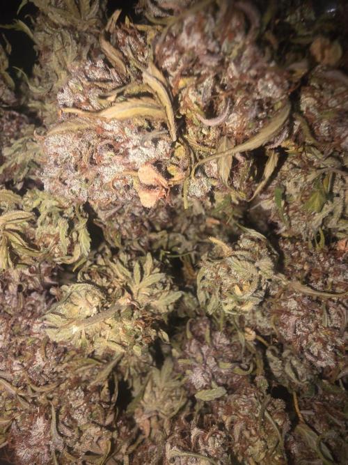 Fastbuds neue Sorten testen. Week 11