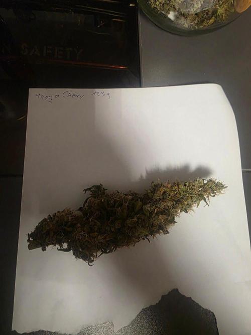 Fastbuds neue Sorten testen. Week 11