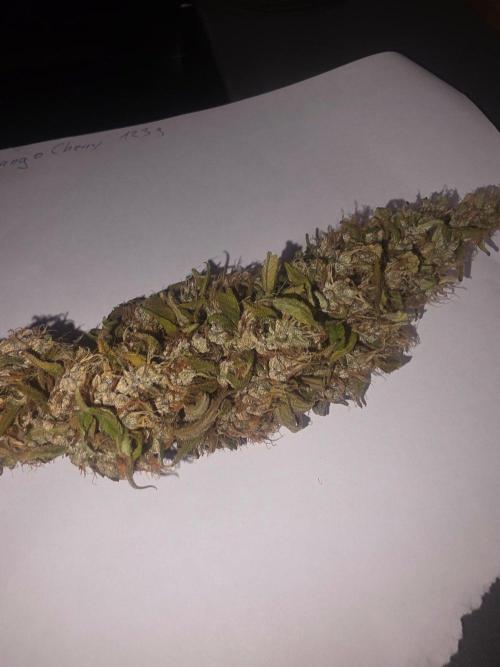 Fastbuds neue Sorten testen. Week 11