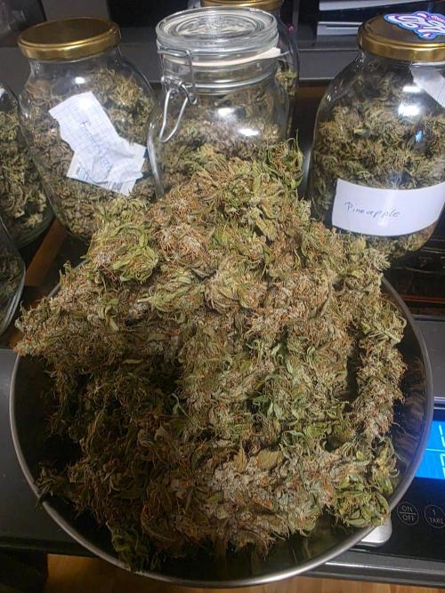 Fastbuds neue Sorten testen. Week 11