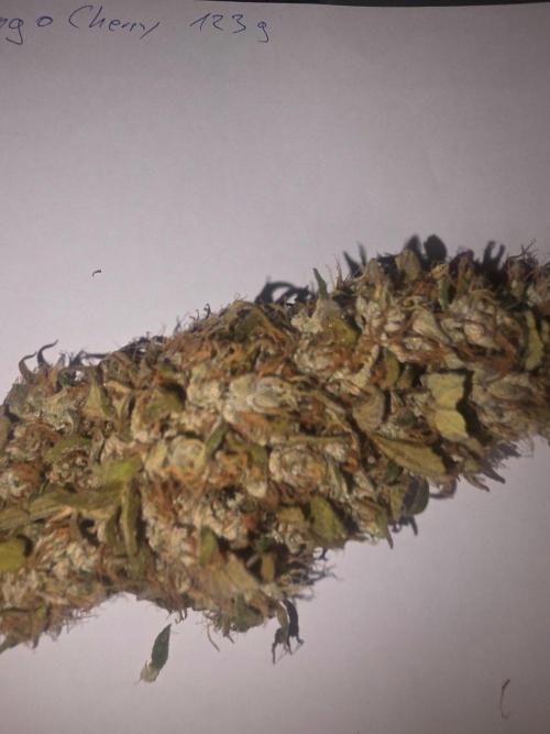 Fastbuds neue Sorten testen. Week 11