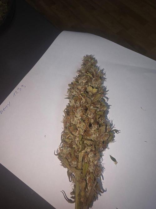 Fastbuds neue Sorten testen. Week 11