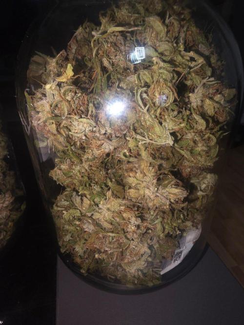 Fastbuds neue Sorten testen. Week 11