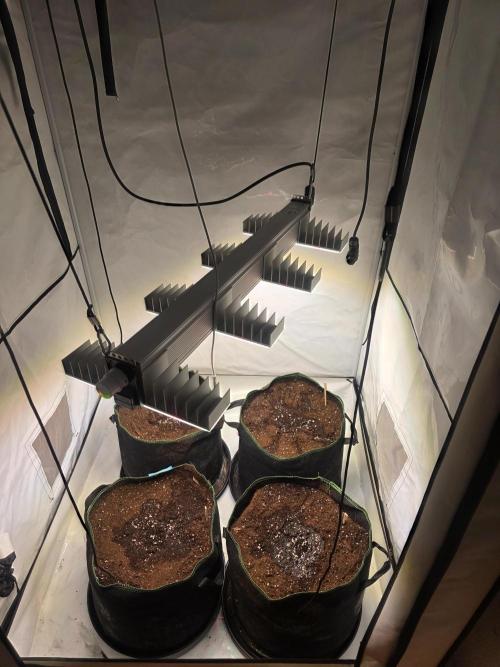 Fastbud finest. Week 0
