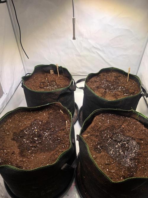 Fastbud finest. Week 0
