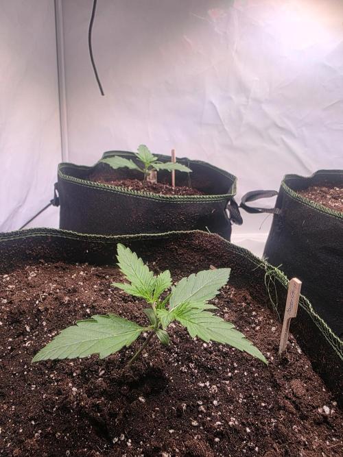 Fastbud finest. Week 1