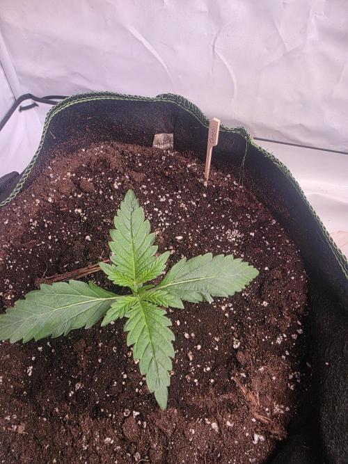 Fastbud finest. Week 1