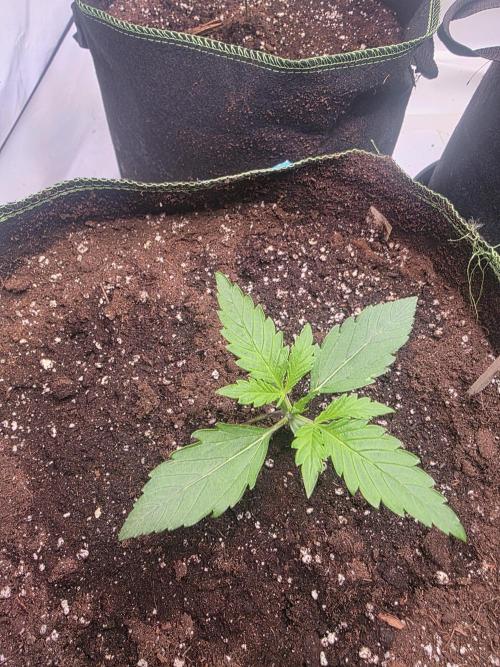 Fastbud finest. Week 1