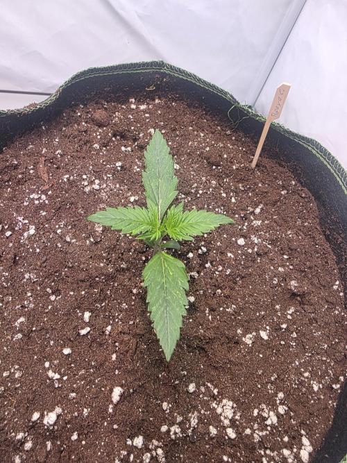 Fastbud finest. Week 1