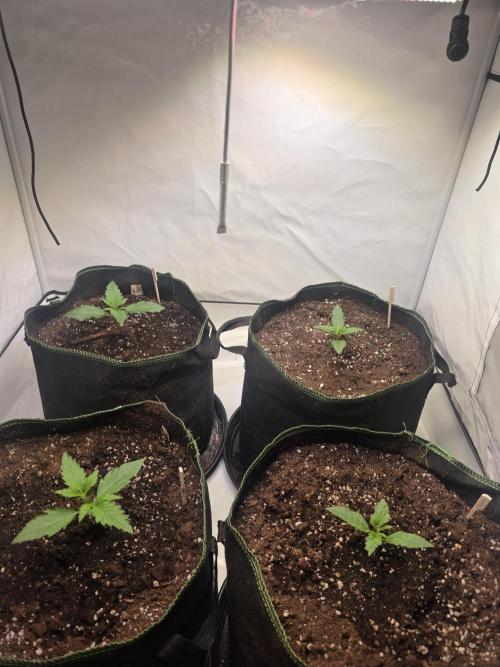 Fastbud finest. Week 1