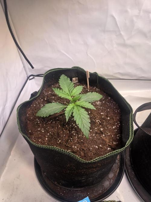 Fastbud finest. Week 2