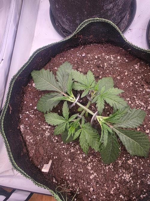 Fastbud finest. Week 2