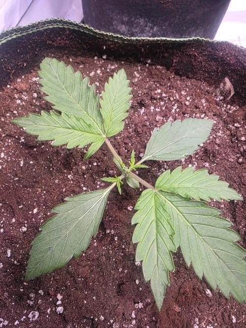 Fastbud finest. Week 2