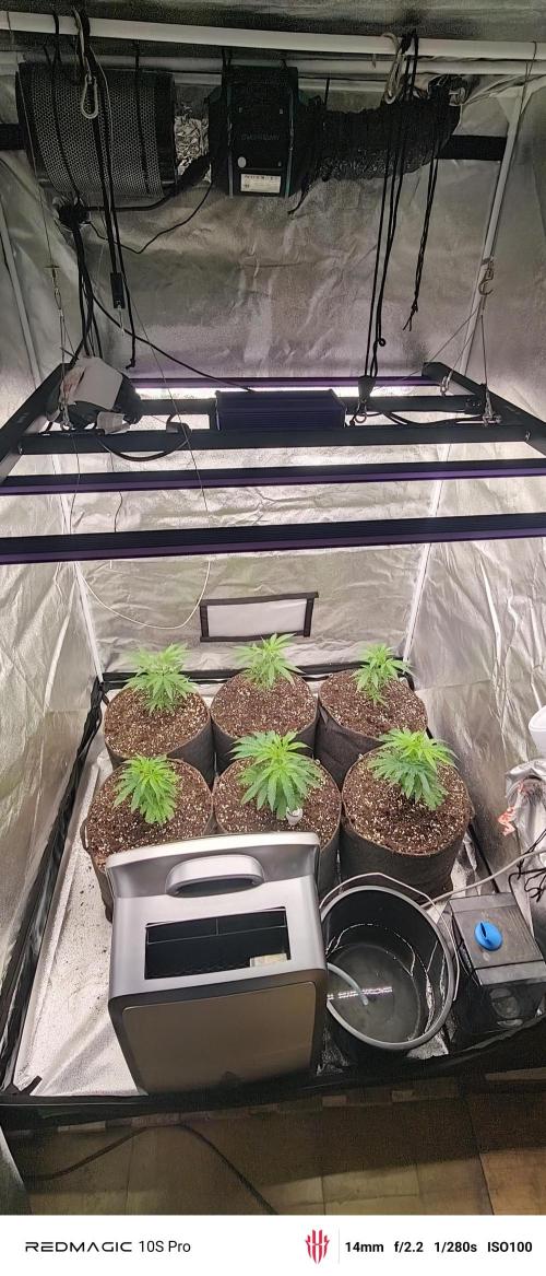 Lemon Haze / Rainbow sherbet. Week 1