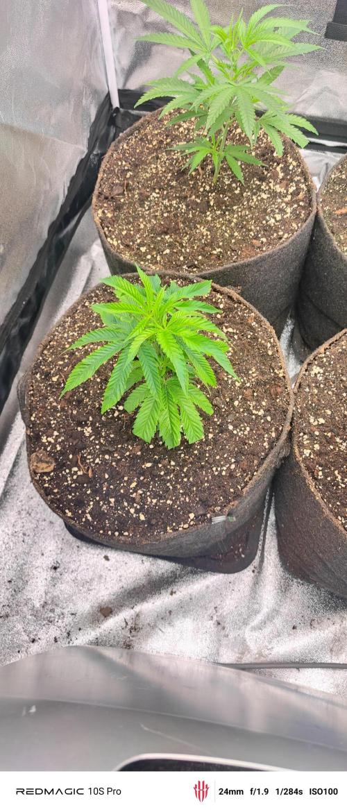 Lemon Haze / Rainbow sherbet. Week 1