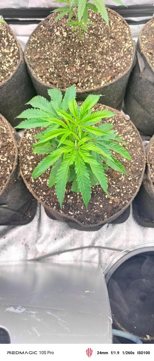 Lemon Haze / Rainbow sherbet. Week 1