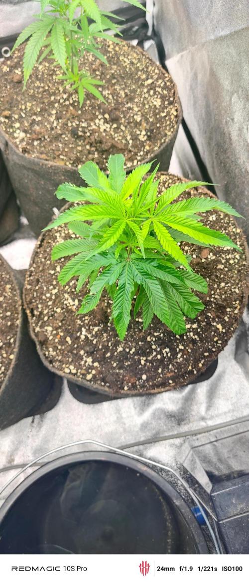 Lemon Haze / Rainbow sherbet. Week 1