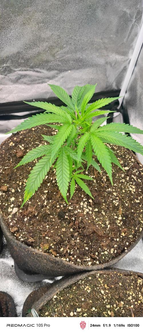 Lemon Haze / Rainbow sherbet. Week 1