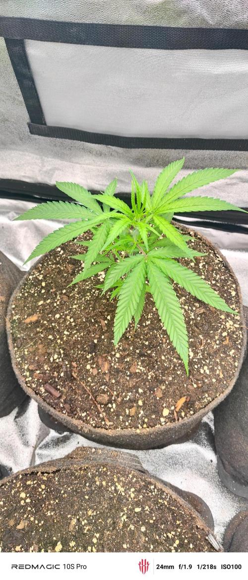 Lemon Haze / Rainbow sherbet. Week 1