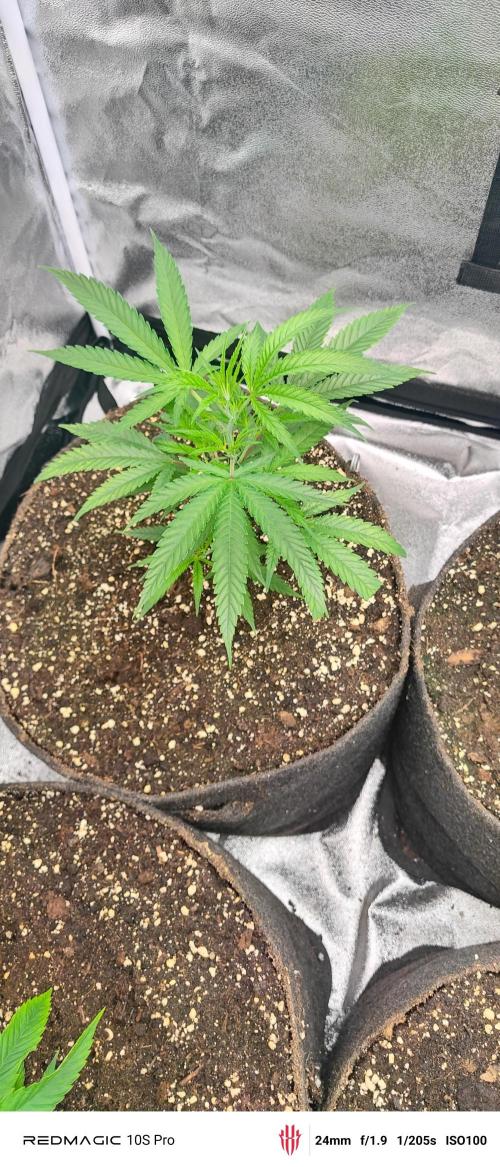 Lemon Haze / Rainbow sherbet. Week 1