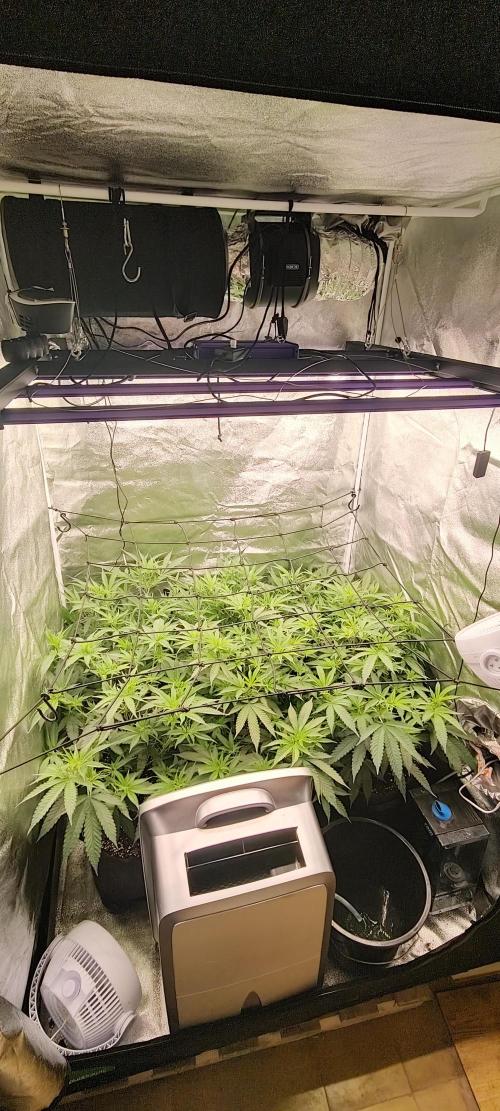 Lemon Haze / Rainbow sherbet. Week 4