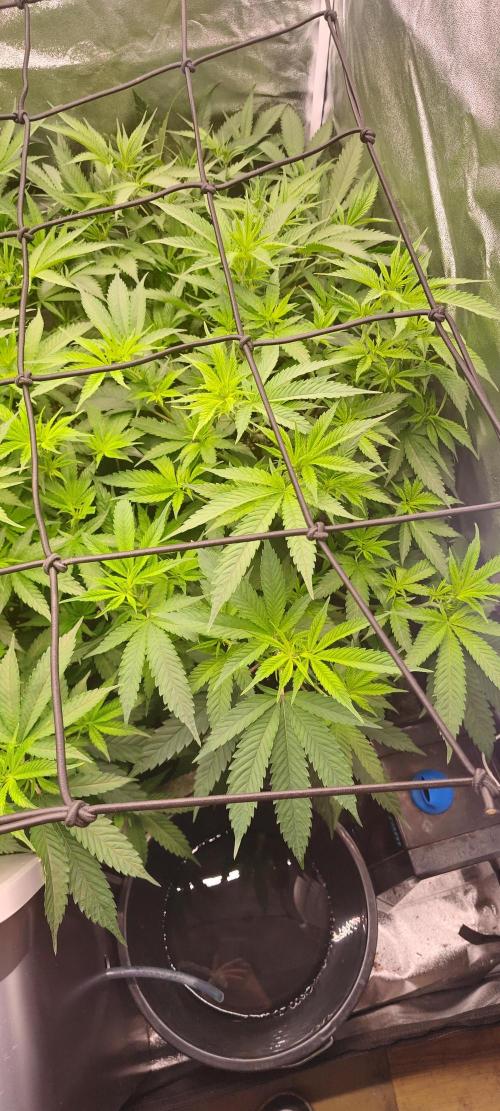 Lemon Haze / Rainbow sherbet. Week 4